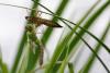 Anax imperator
